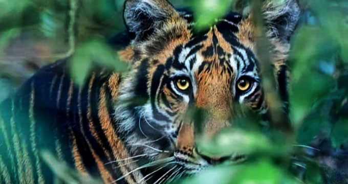 Simlipal National Park: ১ নভেম্বর থেকে খুলছে সিমলিপাল, দেখা মিলবে বিশ্বের বিরলতম কালো বাঘ!